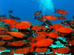 School of Big Eyes, Nikonos V 28mm lense by Marylin Batt 